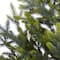 5ft. Pre-Lit Fraser Fir Natural Look Artificial Christmas Tree with Clear LED Lights